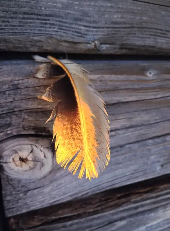 Plume photo de Yann Leblanc