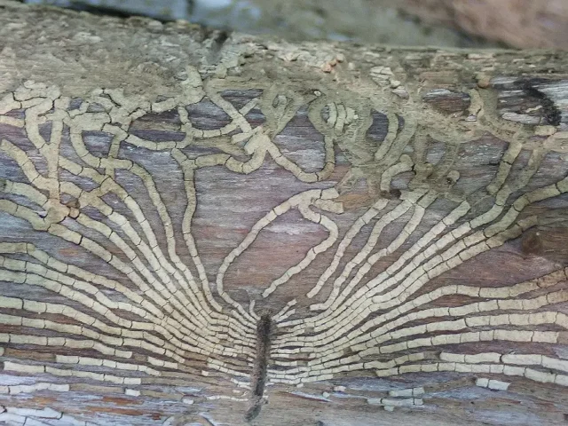 Scolyte photo Yann Leblanc