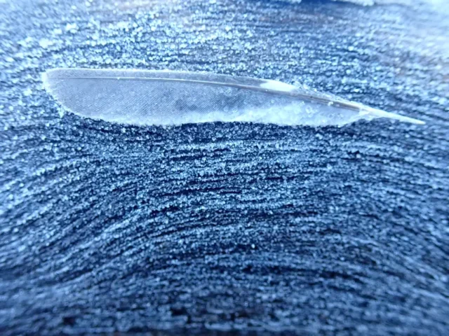 Plume givrée Yann Leblanc