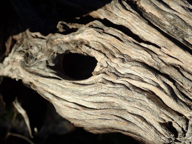 Photo tronc Yann Leblanc