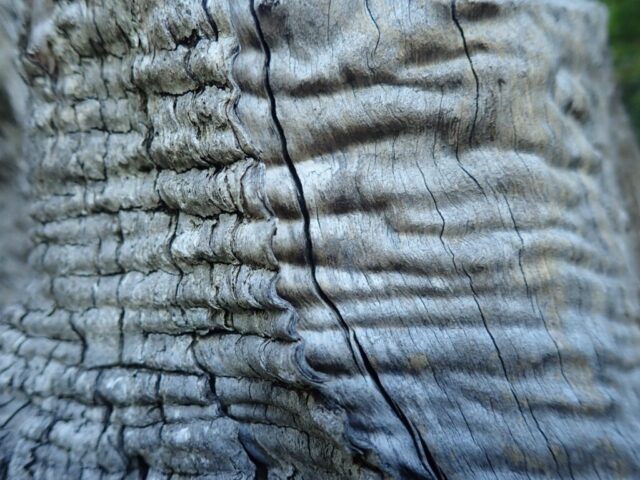 Texture tronc Yann Leblanc