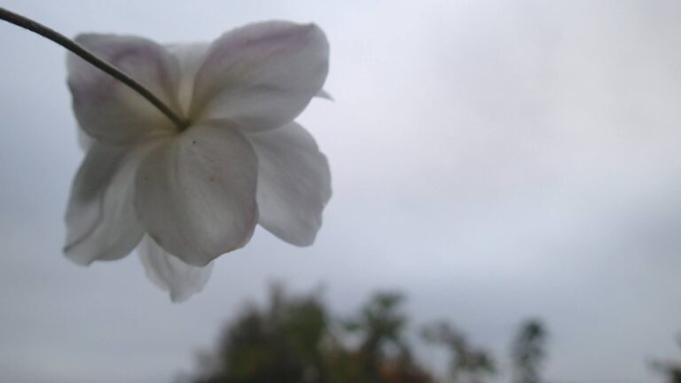 Vue de l&rsquo;esprit