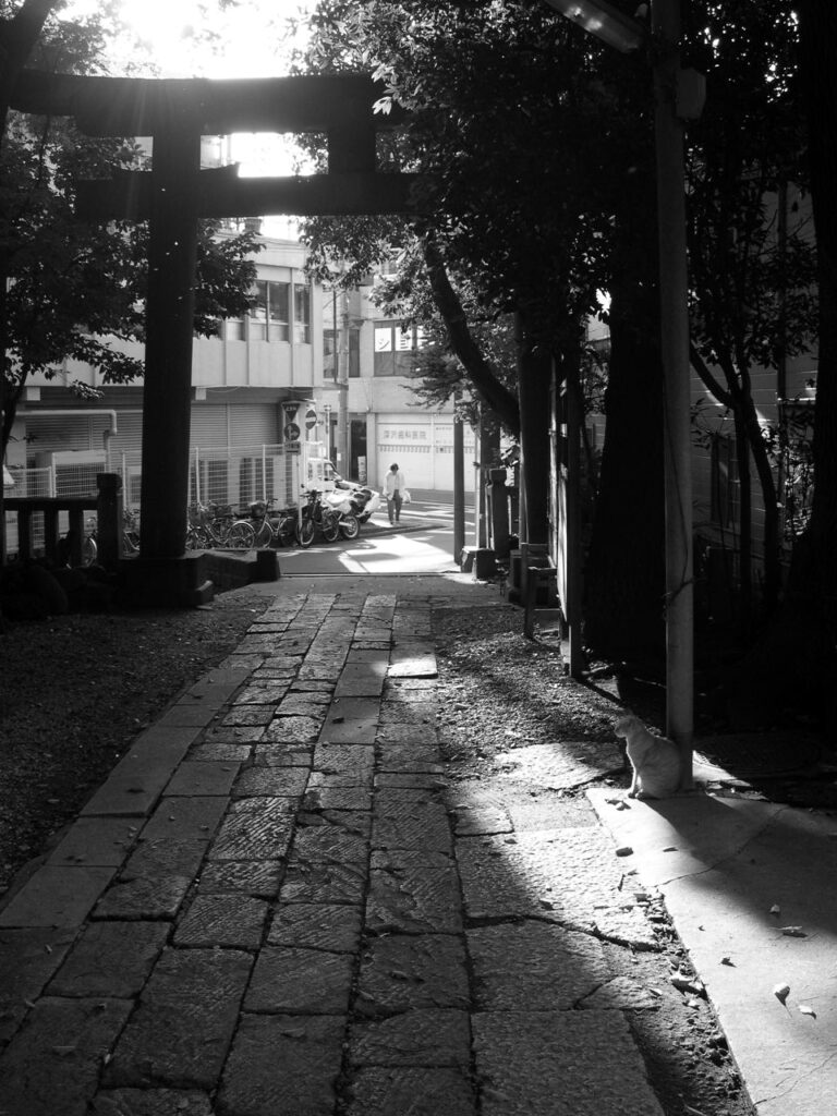 La lumière traversant un grand torii éclaire un chat assis dans l'allée d'un sanctuaire.