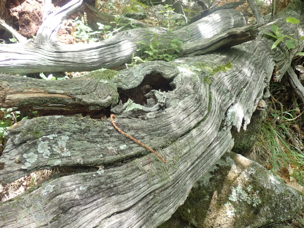 Vieux tronc de châtaignier à terre