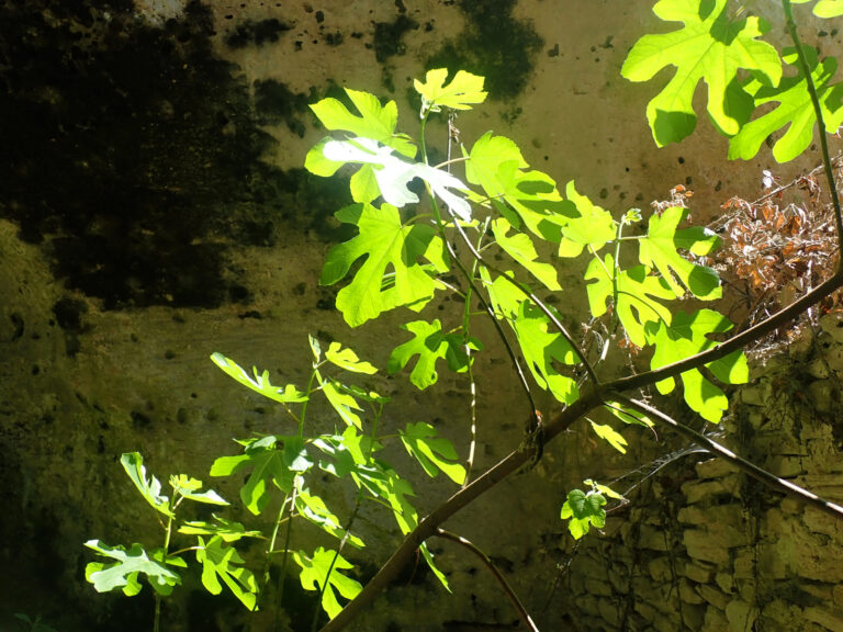 Feuilles d'un figuier dans la lumière du soleil