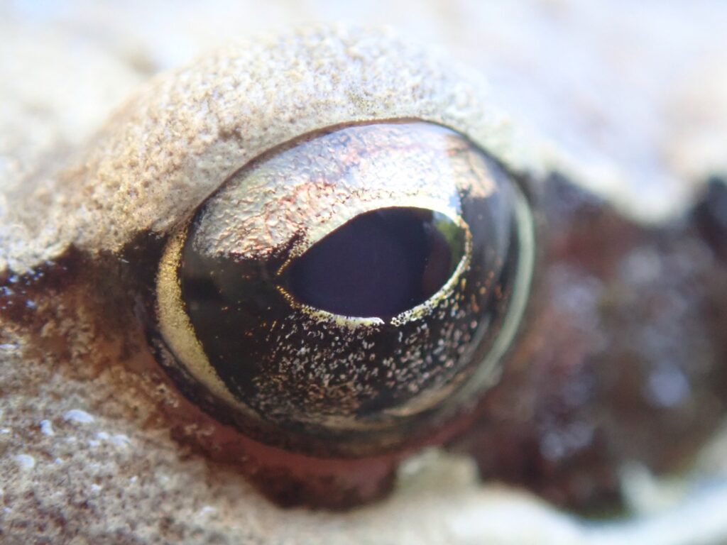 Œil d'une grenouille