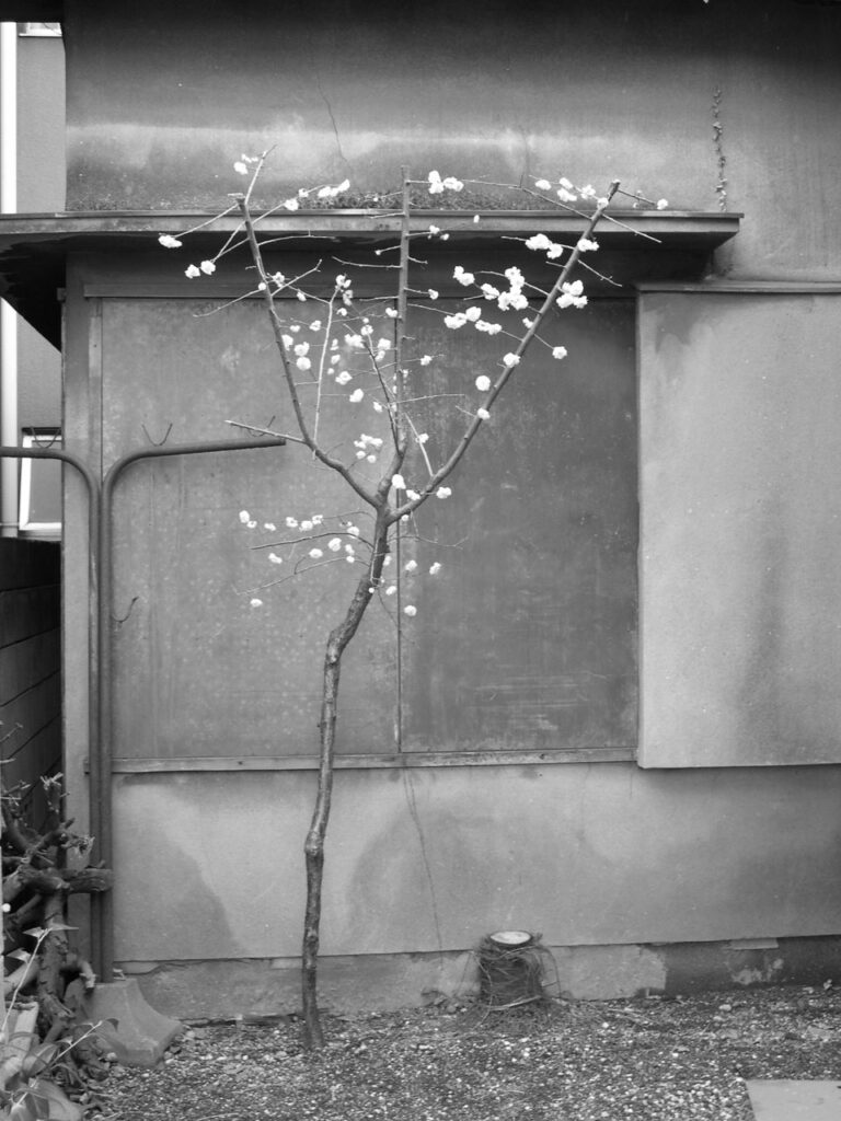 Jeune prunier en fleurs dans l'arrière-cour vétuste d'une maison japonaise.