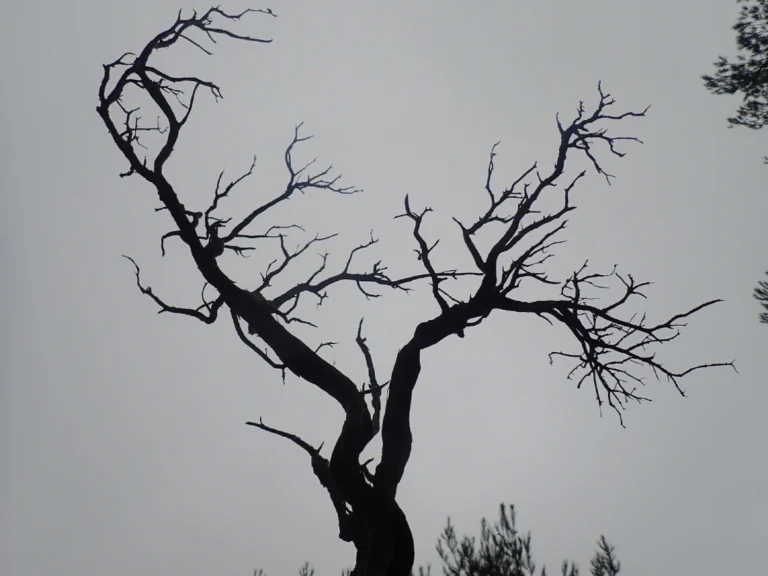Brouillard