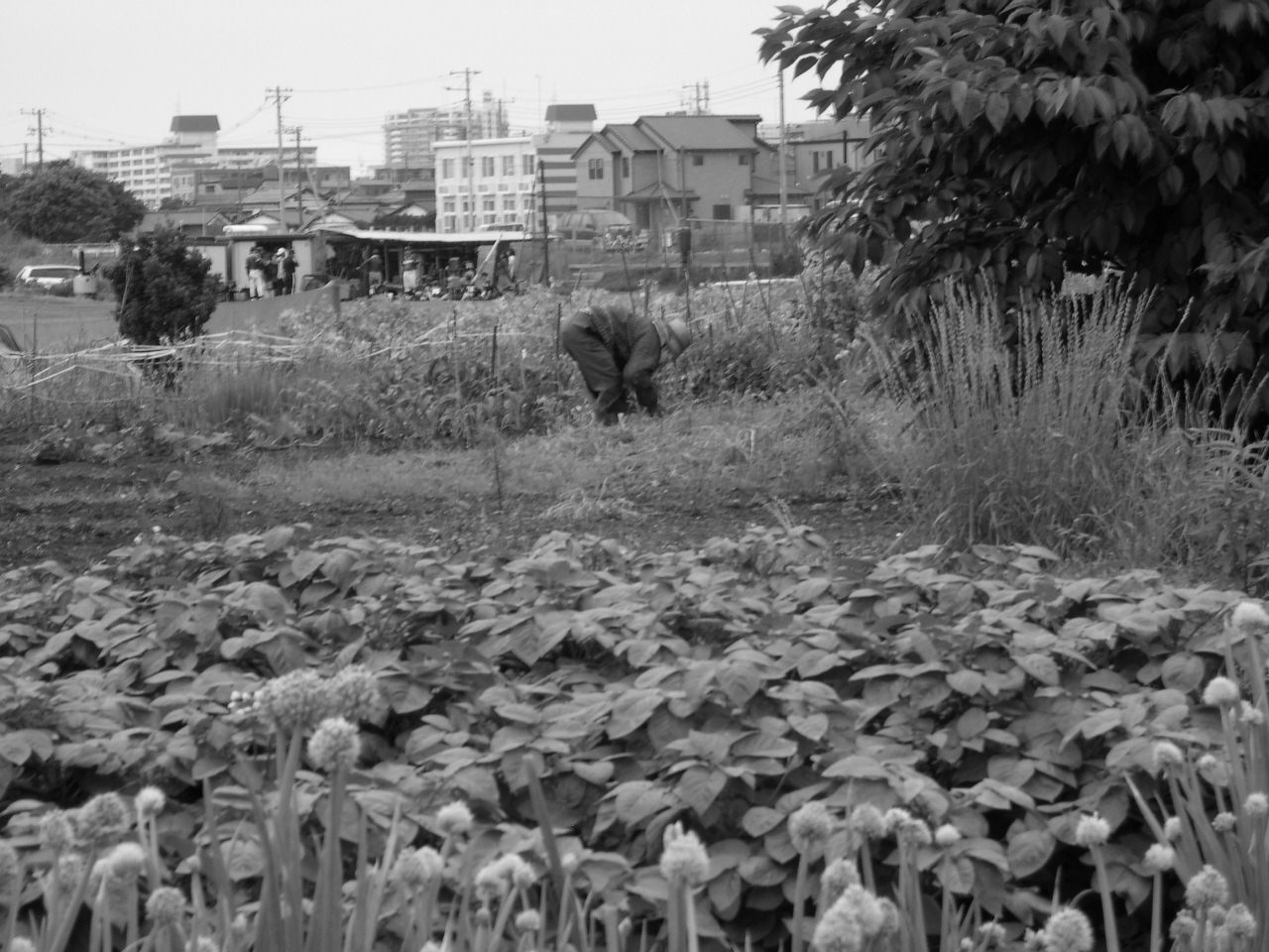 Une personne accroupie travaille un lopin de terre cultivé au milieu des immeubles, en lisière de ville.