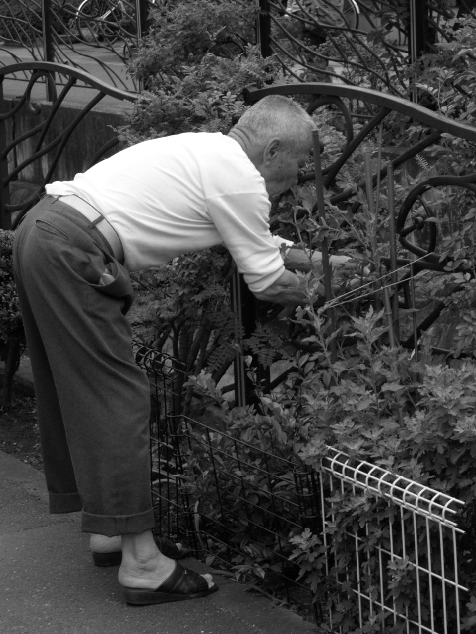 Une personne âgée penchée s'occupe de plantes le long d'une grille en fer, dans une rue.