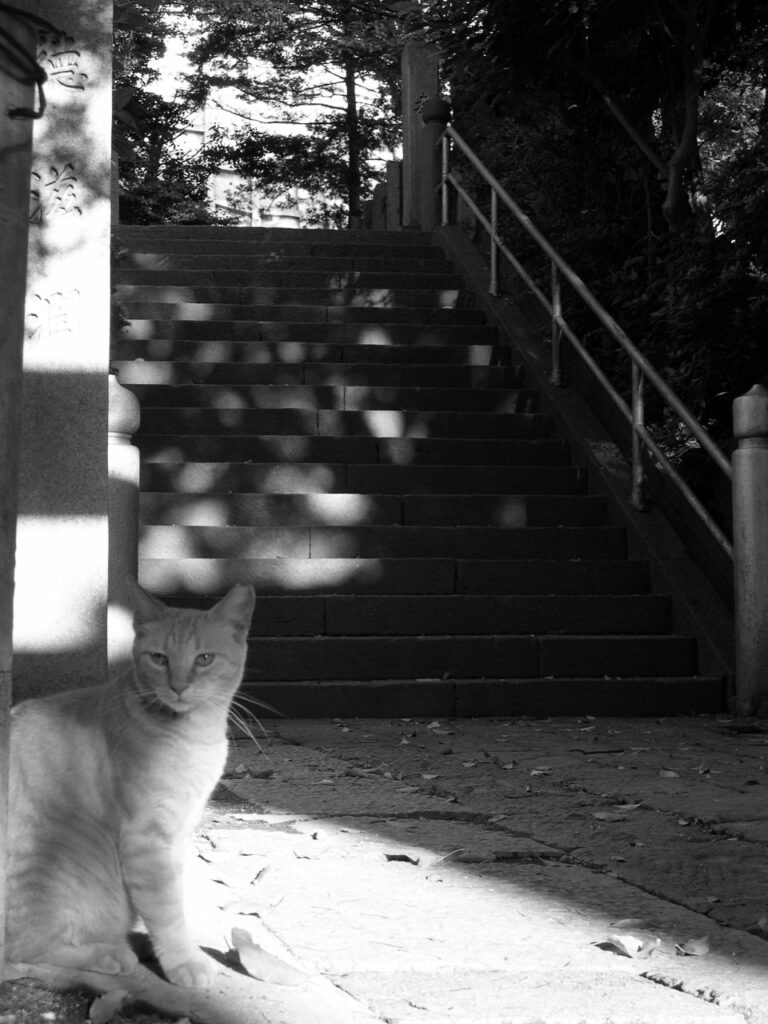 Chat montant la garde devant l'escalier d'un temple au Japon, avec un effet de komorebi sur les marches.