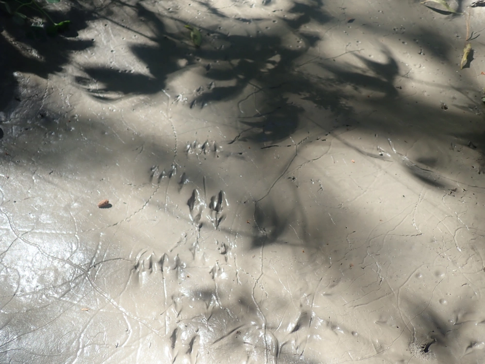 Empreintes d'animaux dans le limon de la rivière.