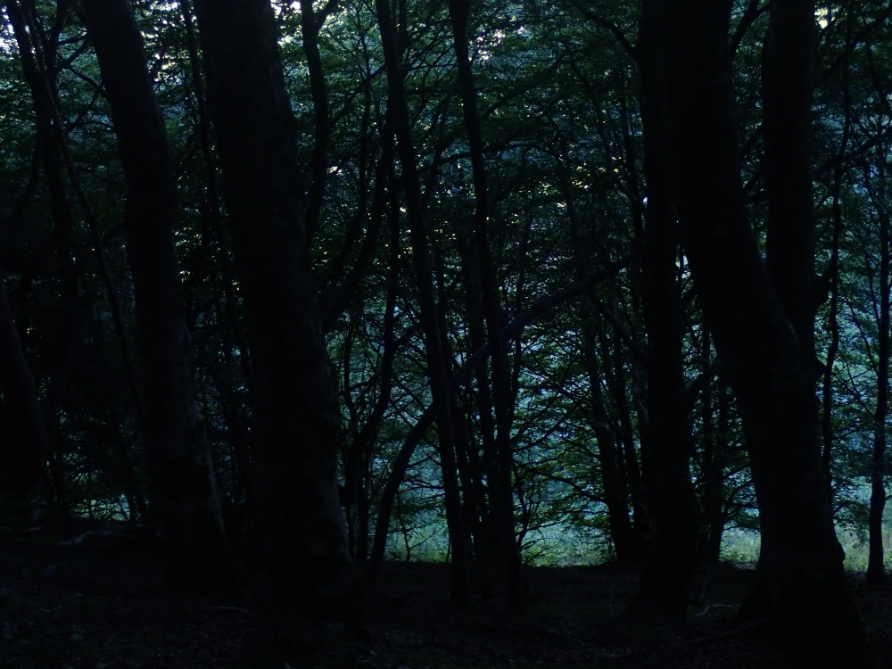 Sous-bois sombre.