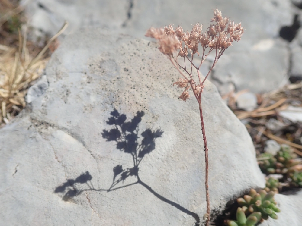 Un orpin projette son ombre sur la roche.