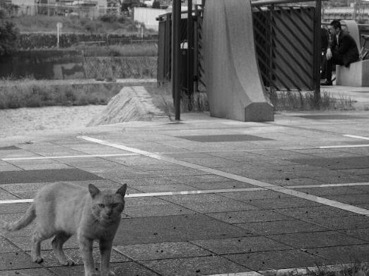 Chat errant au bord d’une rivière au Japon, avec un jeune salaryman assis en arrière-plan.
