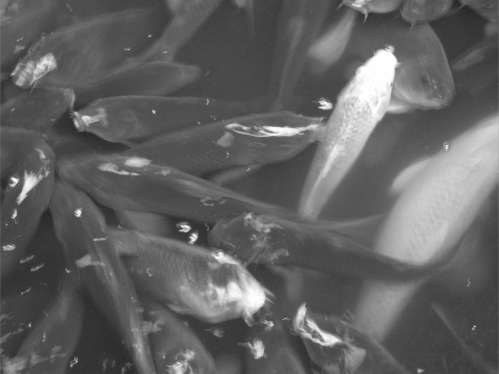 Photographie en noir et blanc de carpes koï au Japon.