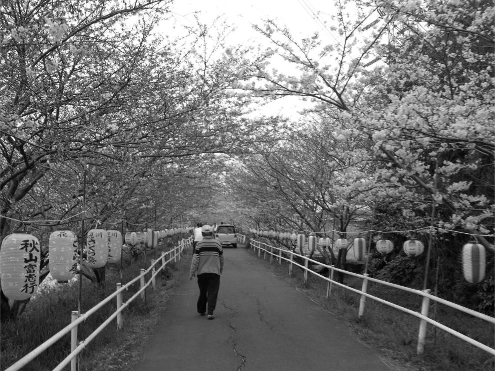Un homme ivre marche sur une route bordée de cerisiers en fleurs.