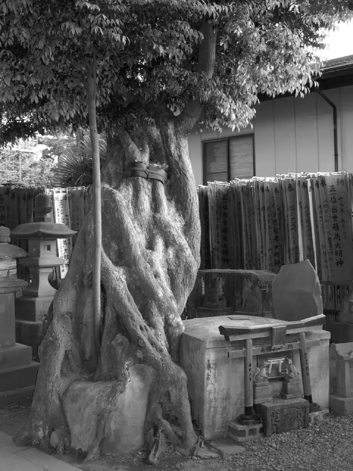 Un arbre ancien au tronc noueux vieille sur un sanctuaire miniature consacré à Inari.